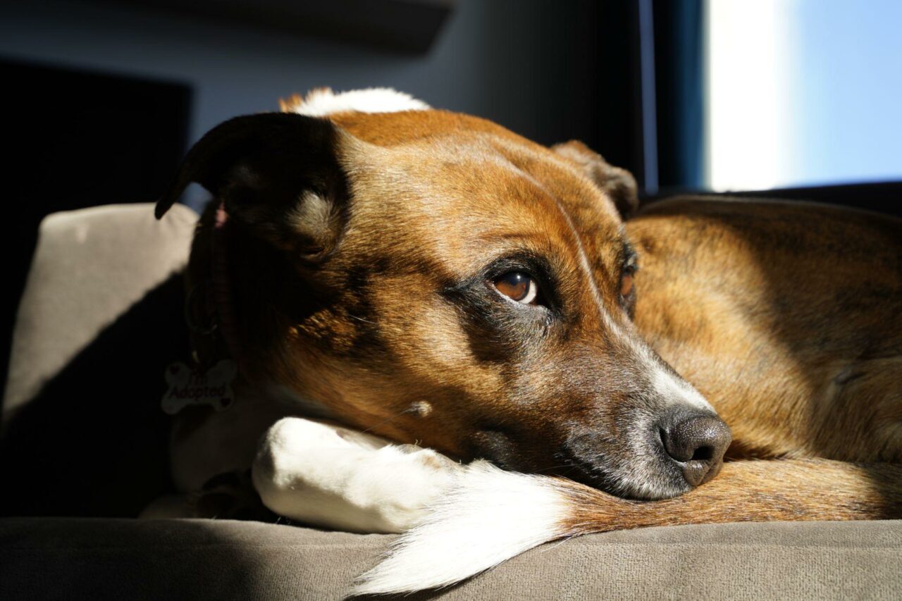 Why Is My Dog Whining at Night