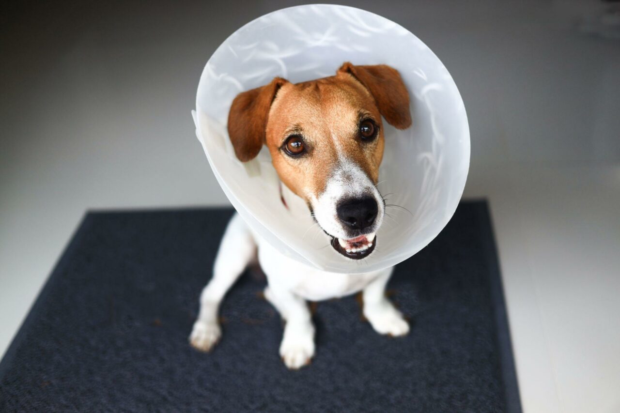 How Soon Can I Walk My Dog After Neutering