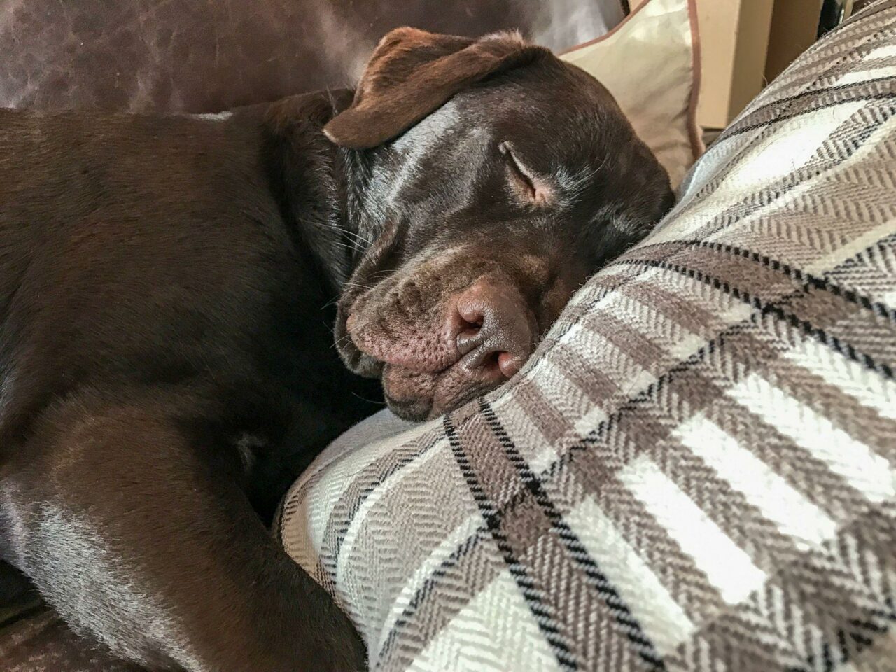 How to Clean Dog Eye Boogers