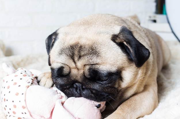 Dog Like Spending Time with You