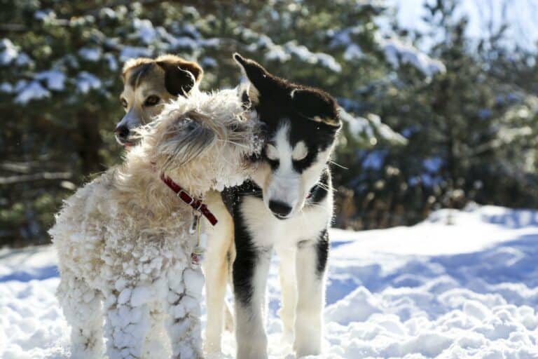 How to Train Your Dog to Ignore Other Dogs