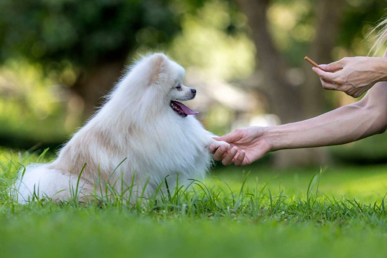 How to Dremel Your Dog’s Nails