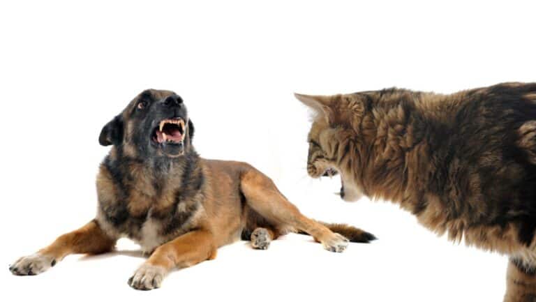 How to Stop Dog Aggression Towards Cats