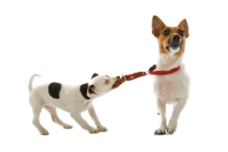 How to Introduce a Puppy to a Dominant Dog