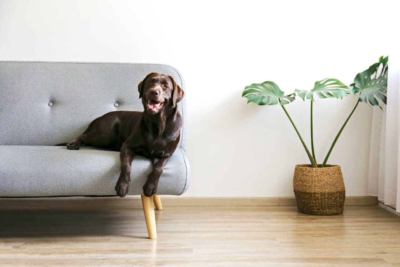 Why Does My Dog Take My Spot