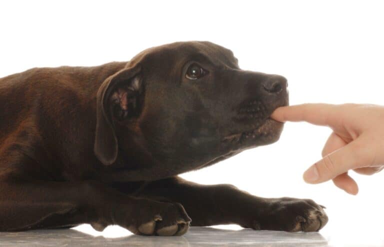 Why is My Dog Nipping at Visitors