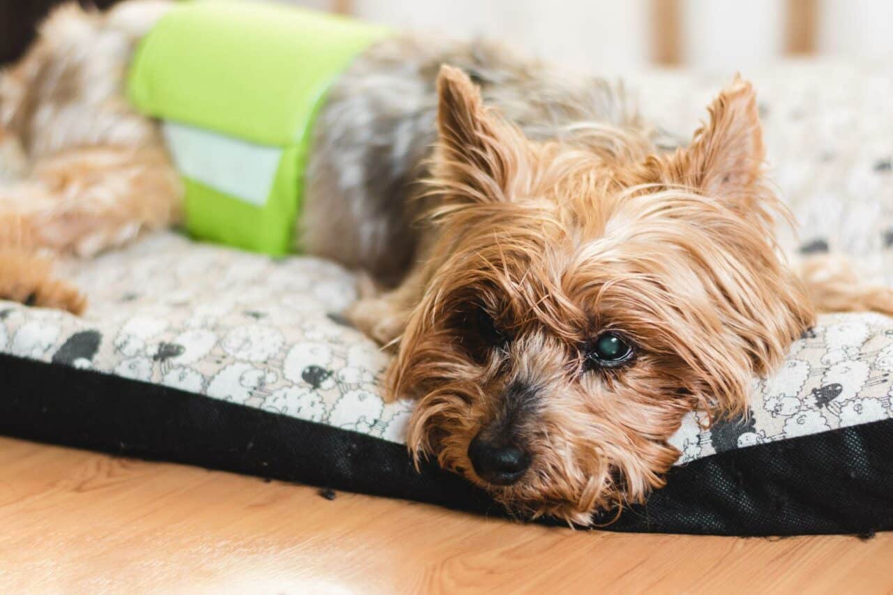 How To Stop Your Dog From Peeing In His Bed