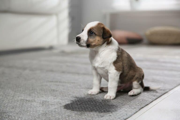 How To Potty Train A Stubborn Puppy