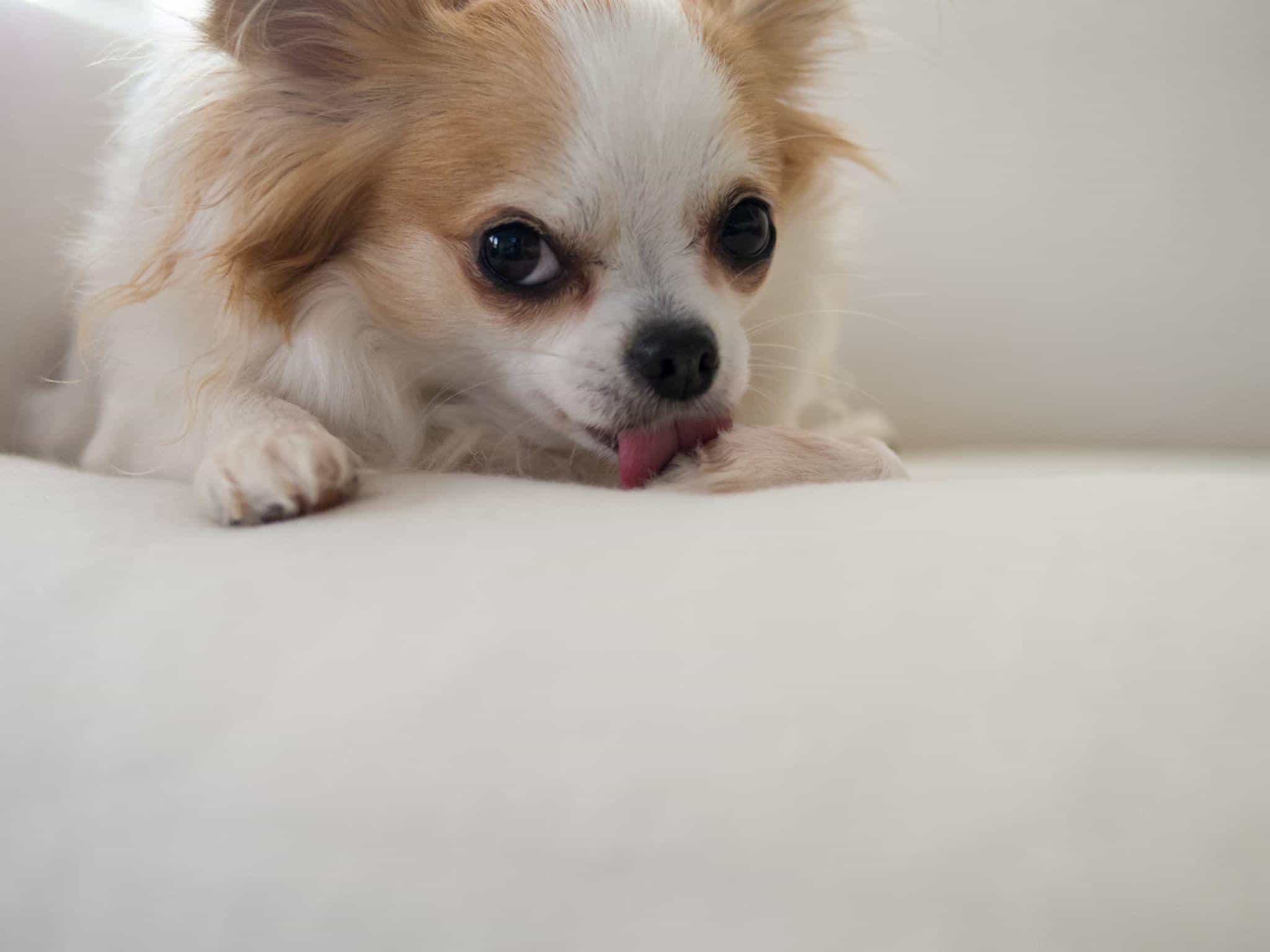 Why Does My Dog Lick The Furniture
