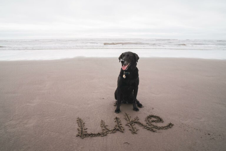 How Do Dogs Know Their Name