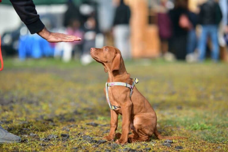 Sending Dog Away For Training