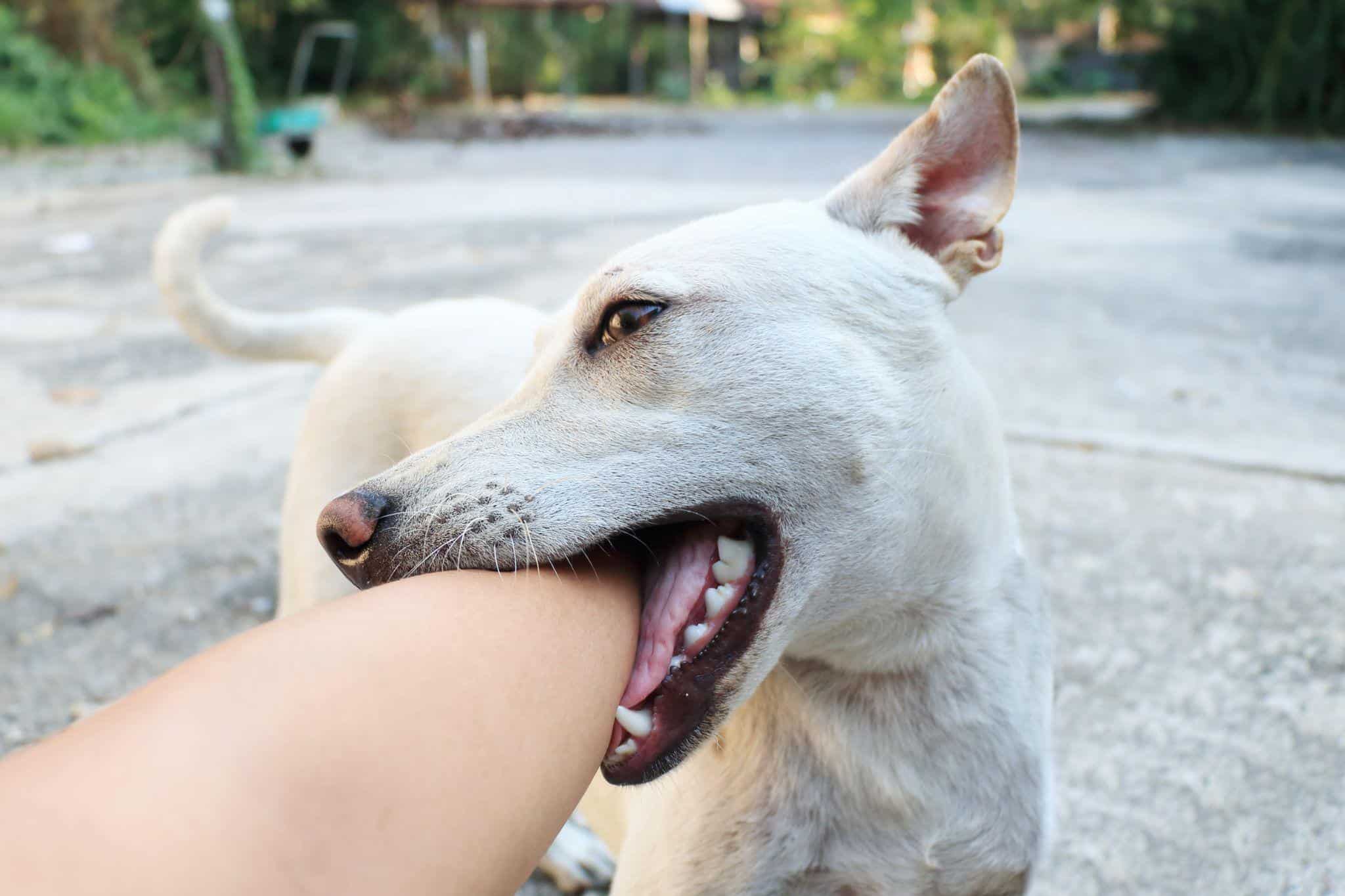 Why Does My Dog Bite Me When Excited
