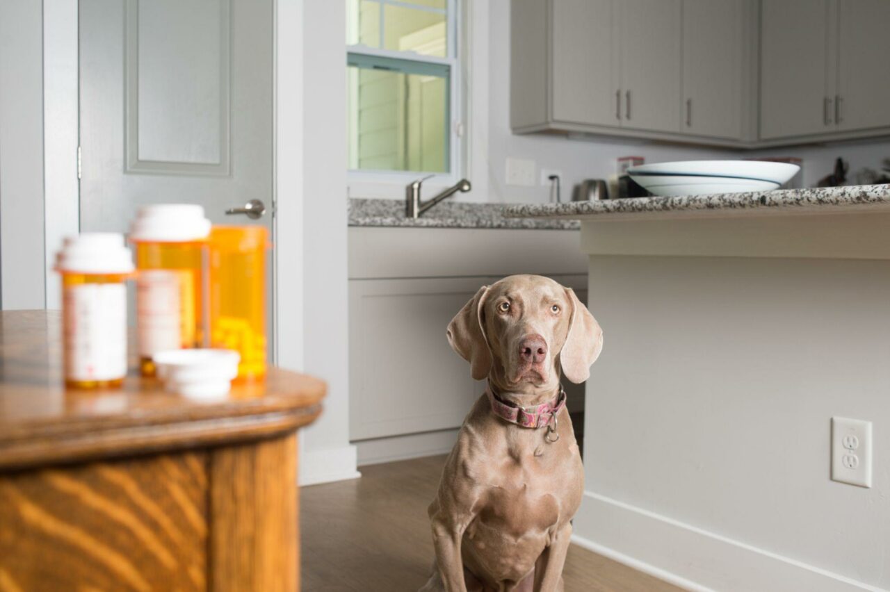 Human Pills That Kill Your Dog