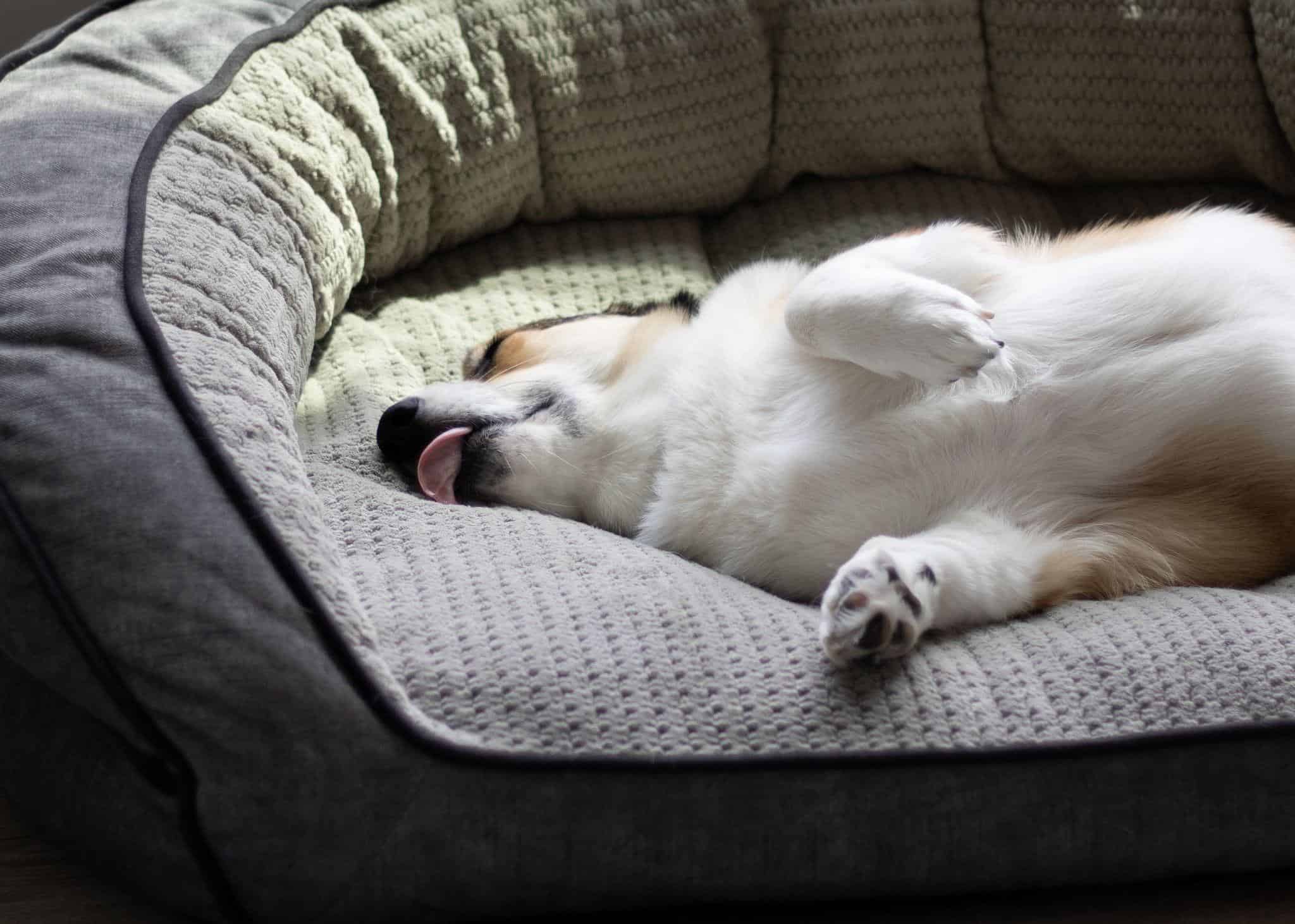 Why Do Dogs Lick Their Beds