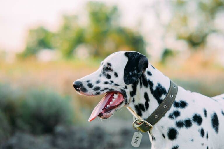 How To Choose a Dog Collar