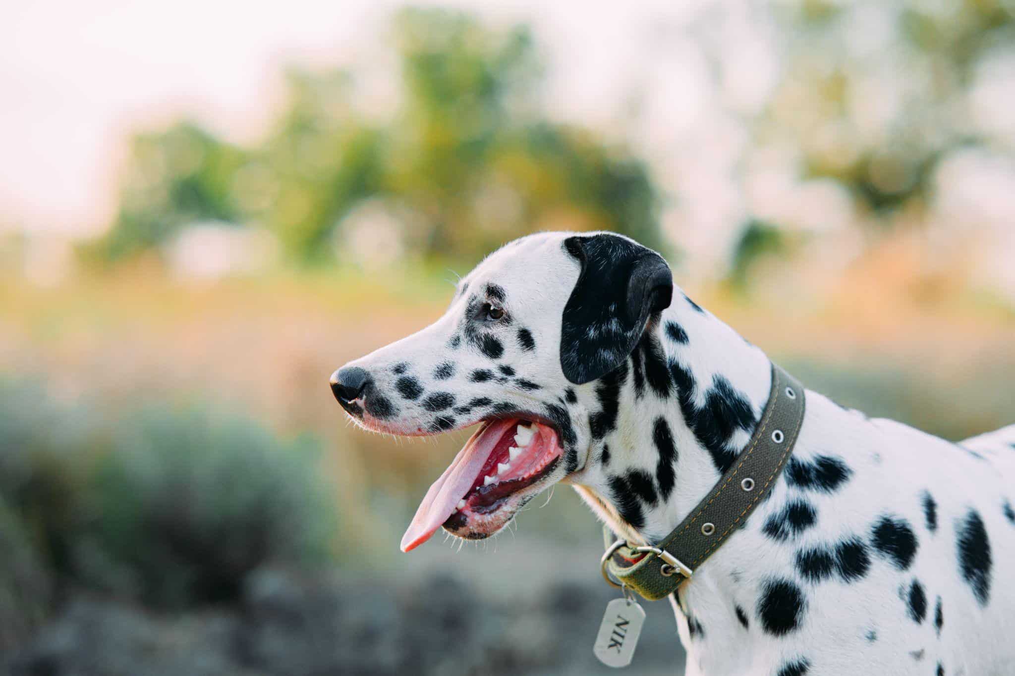 How To Choose a Dog Collar