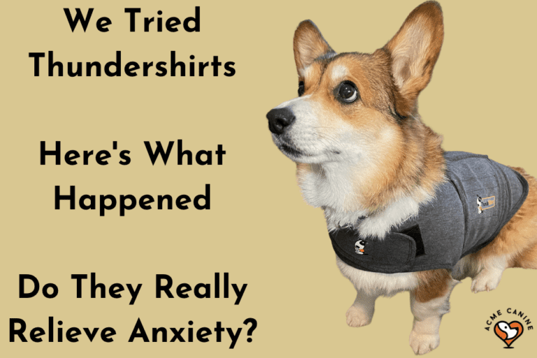 We tried Thundershirts. Here's what happened, and our test corgi wearing a thundershirt