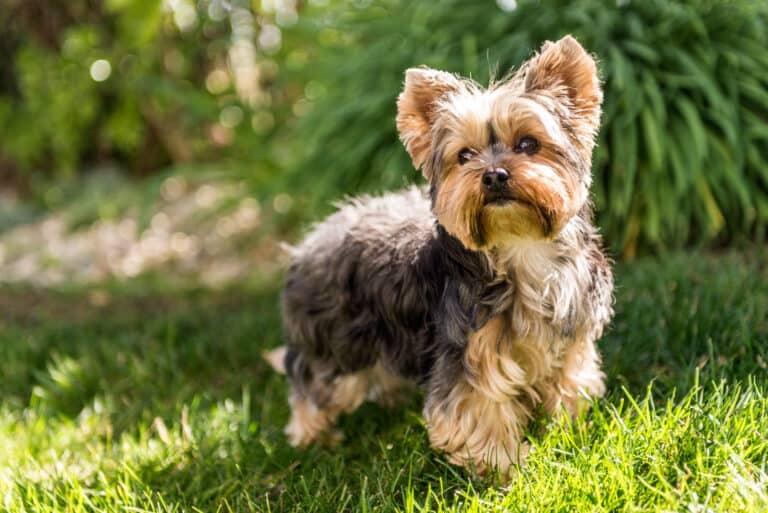 How To Potty Train A Yorkie: Training Challenges