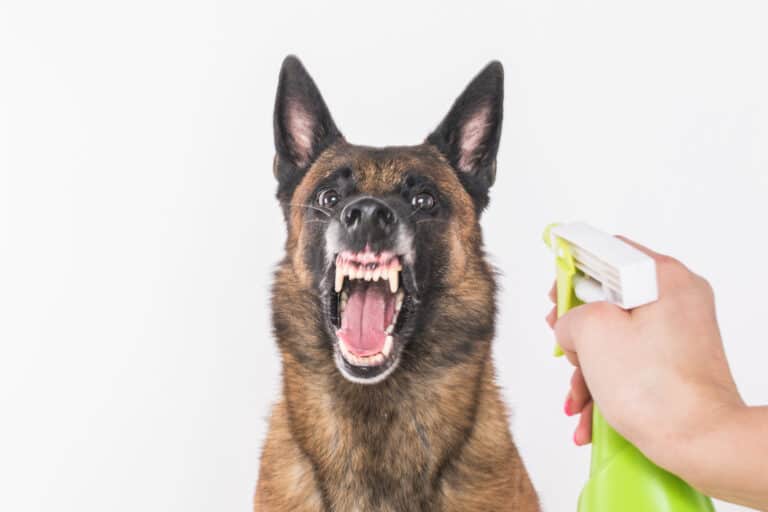 what is the best dog training spray