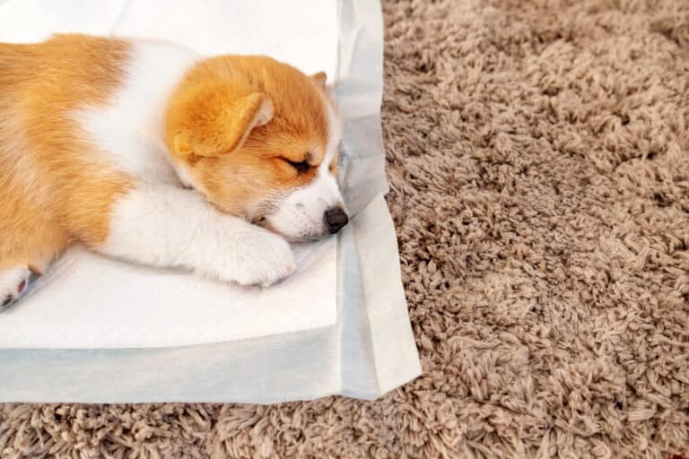 what to put under puppy pad holder