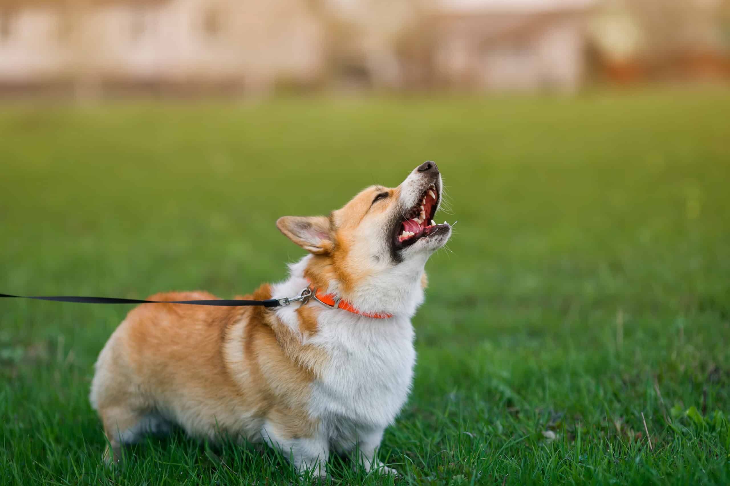 how to train a corgi to stop barking
