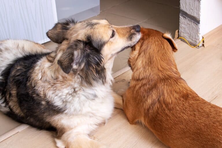 Why Does My Dog Lick My Other Dog’s Ears?