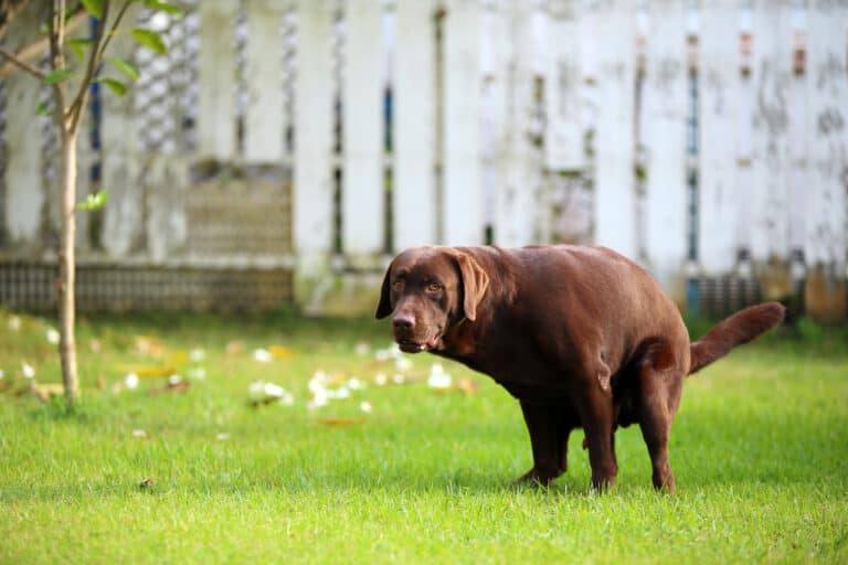 how often do dogs poop
