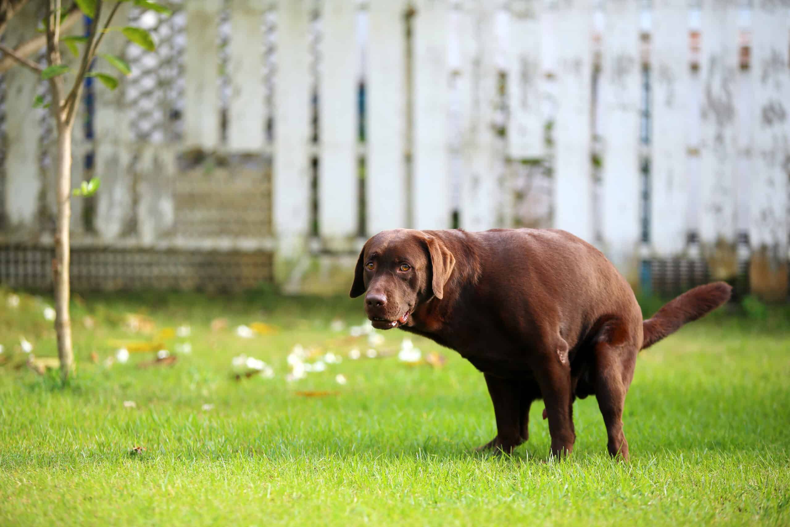 how often do dogs poop