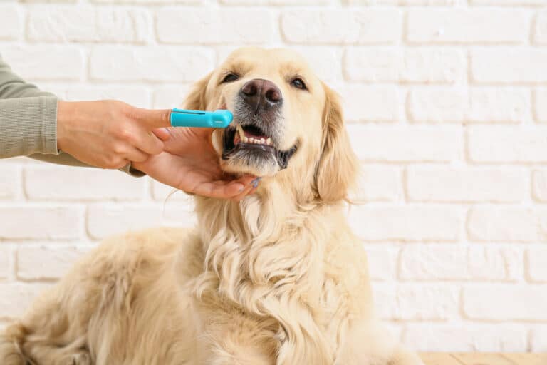 Best Treats For Dog Breath