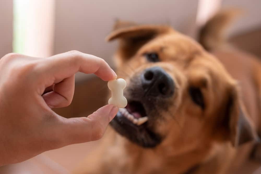Dog Treats For Allergies