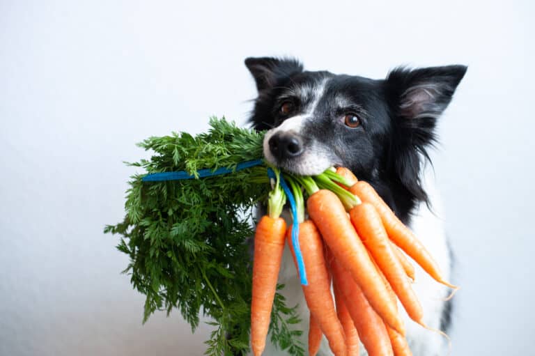 Vegetarian Treats for Dogs