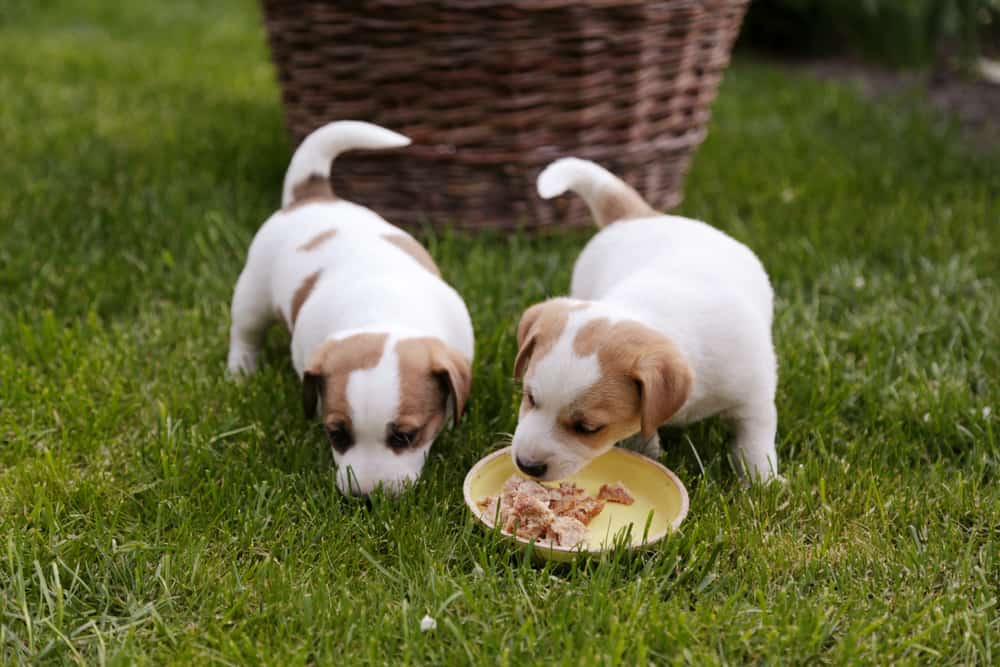 Healthy Treats for Puppies