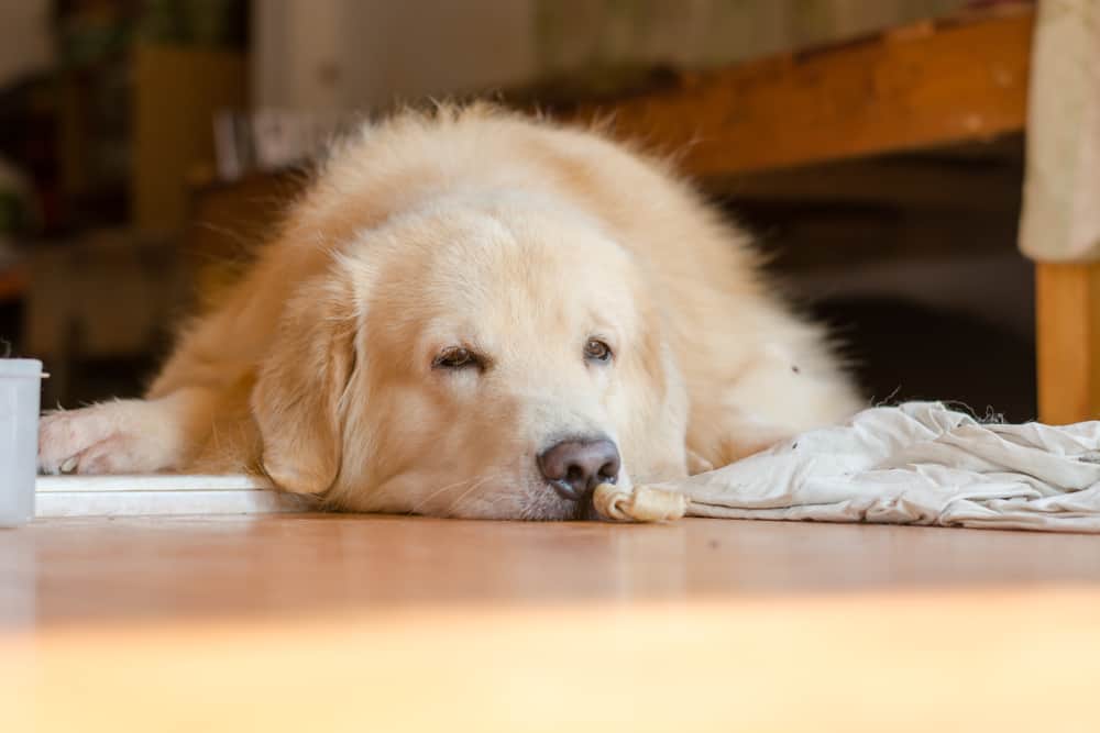 Do Dogs Miss Their Owners