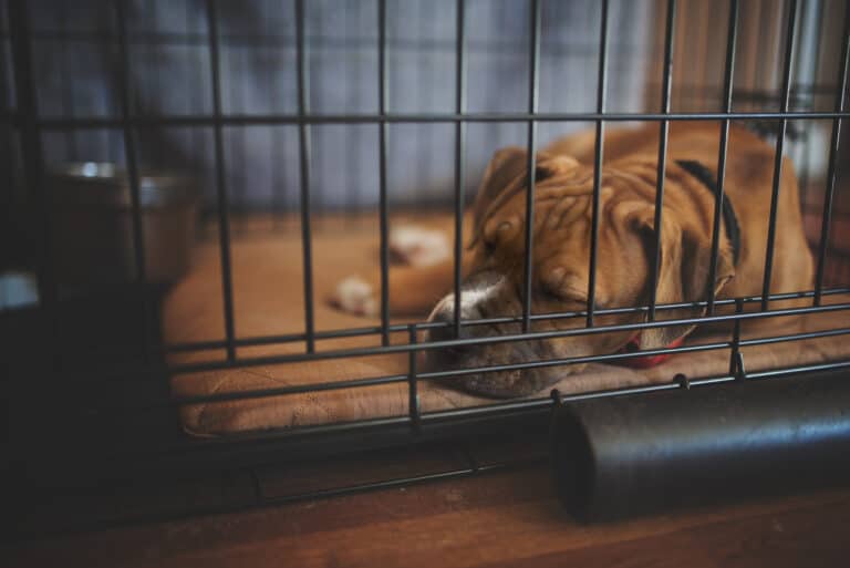 leaving dog in a crate while at work