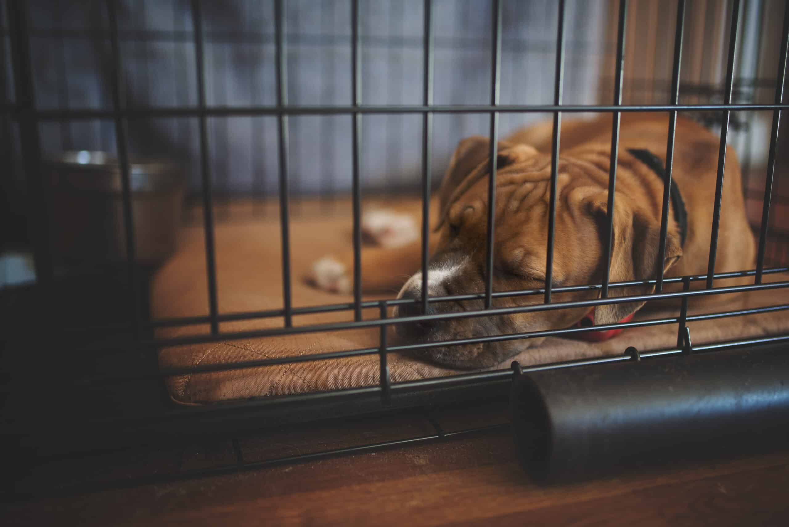 leaving dog in a crate while at work