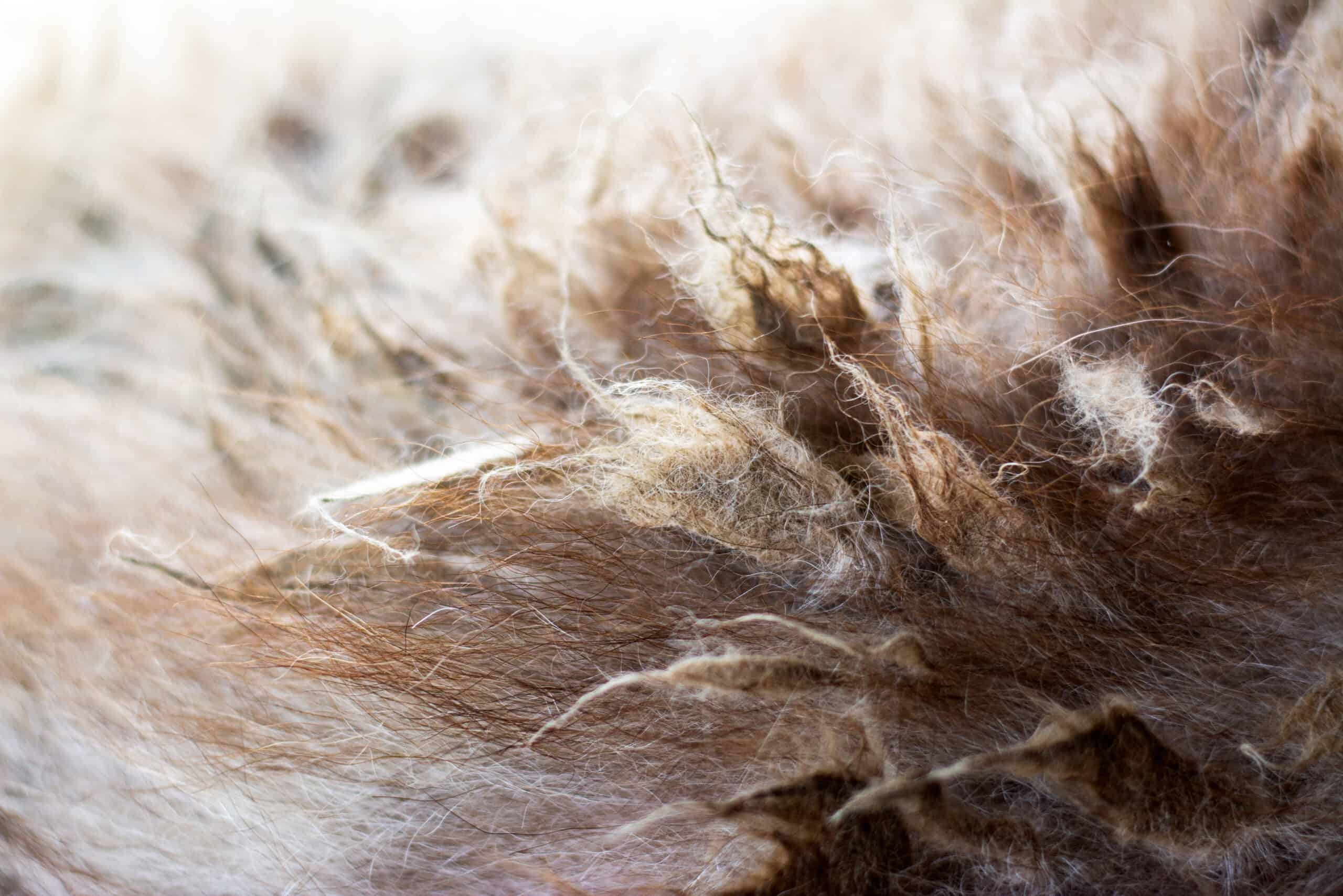 home remedies for matted dog hair