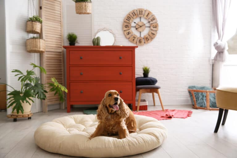 dog room decor