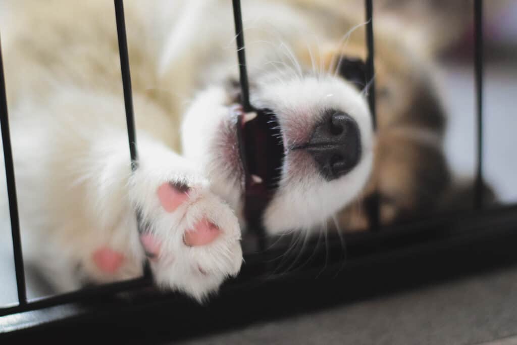 crate training your puppy