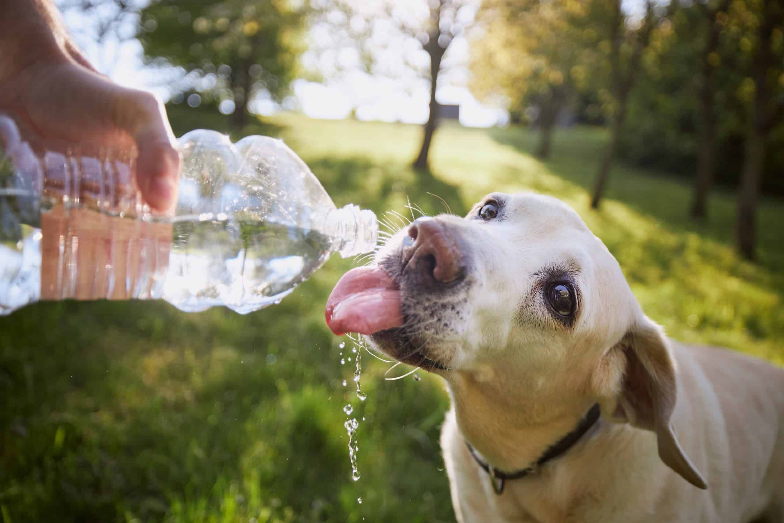 how to keep your dog hydrated