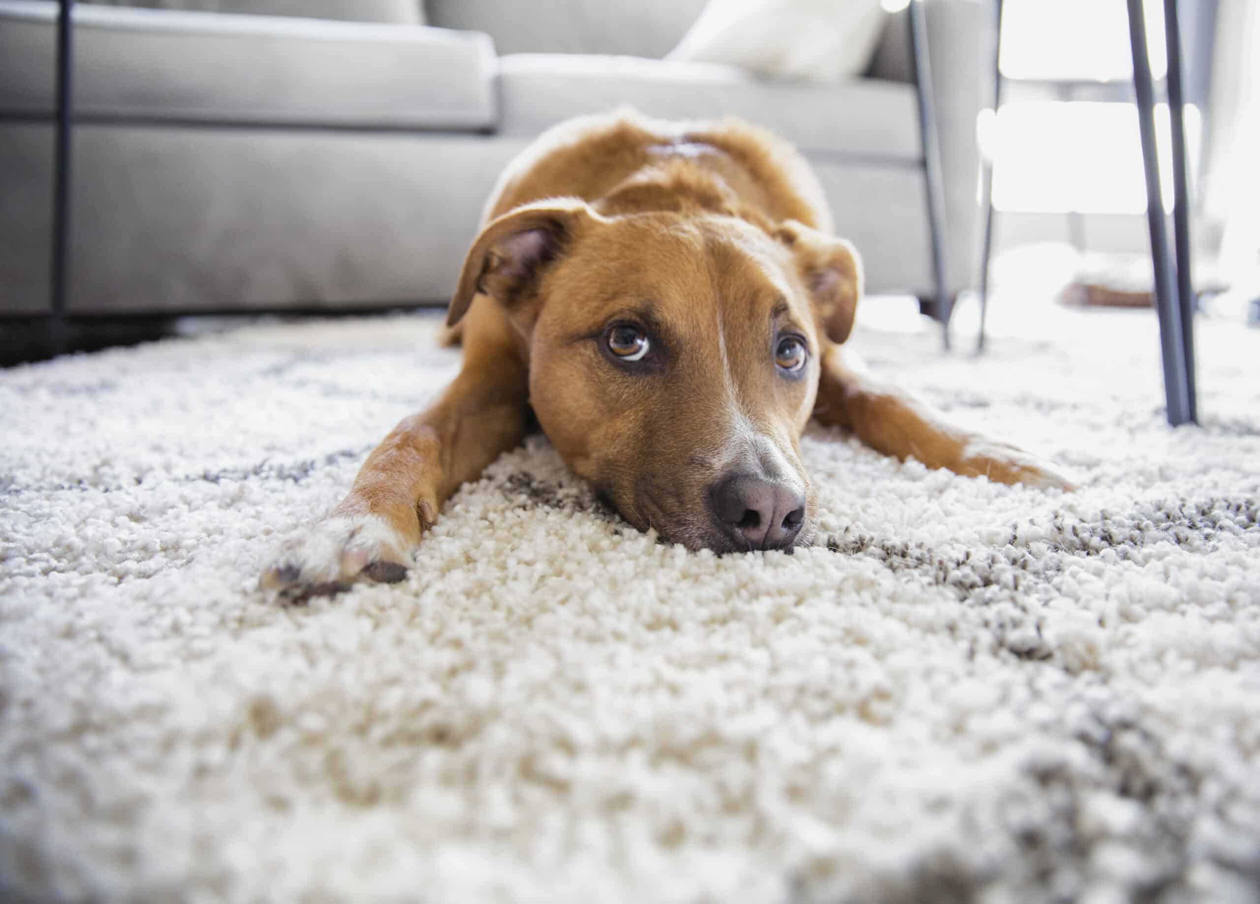 dog scratching carpet