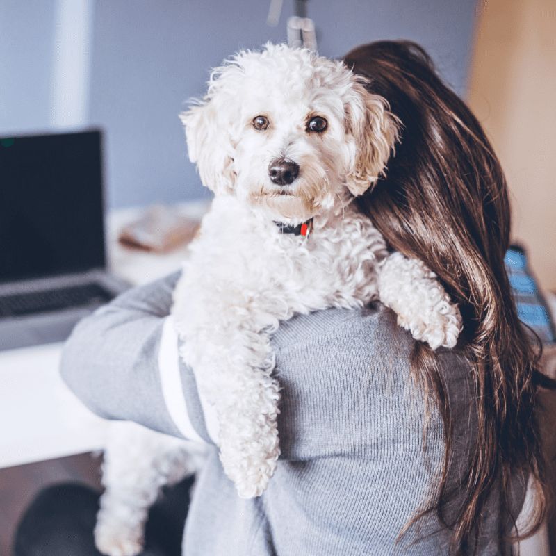 Dog Editor