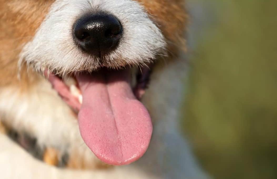 dog nose and tongue