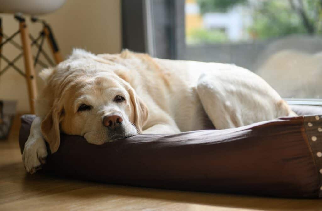 dog resting in the bed