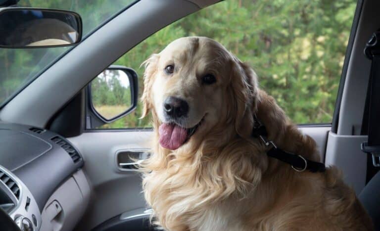 golden retriever in car