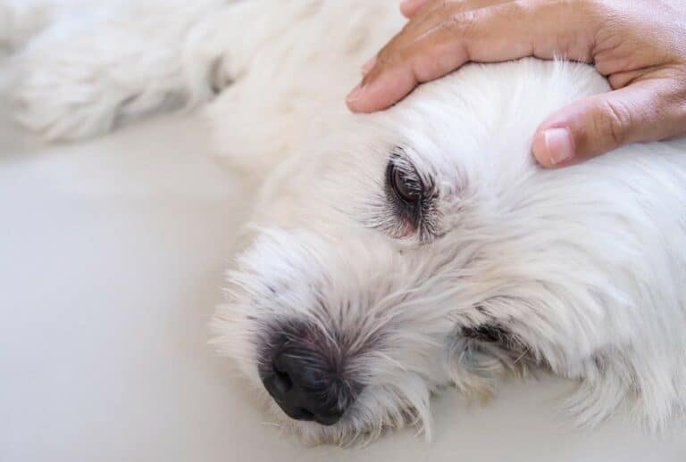 owner comforting dog