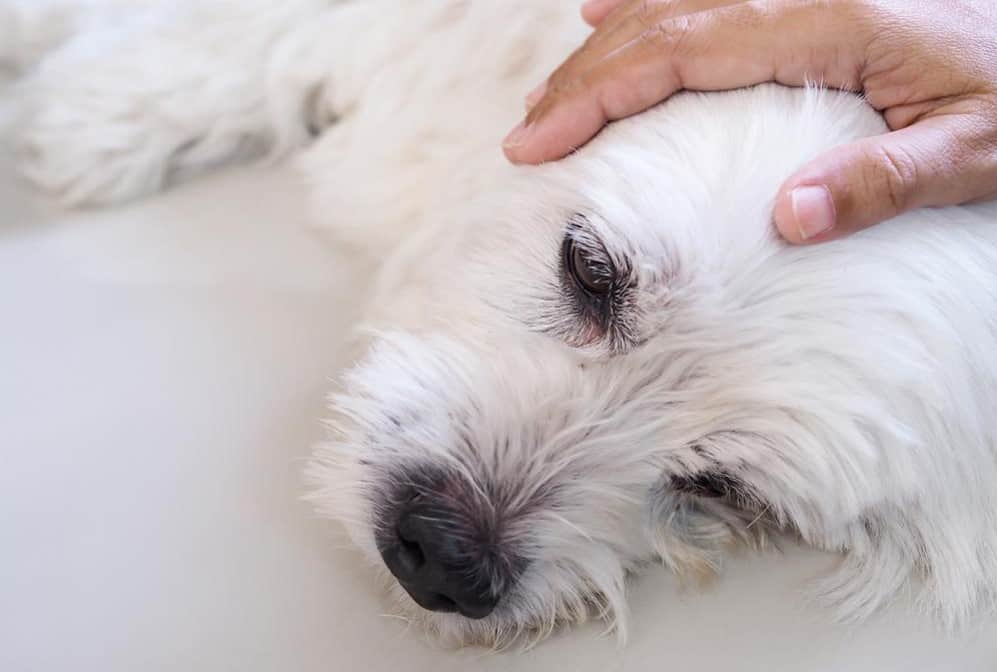 owner comforting dog