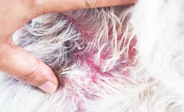rashes on dog skin
