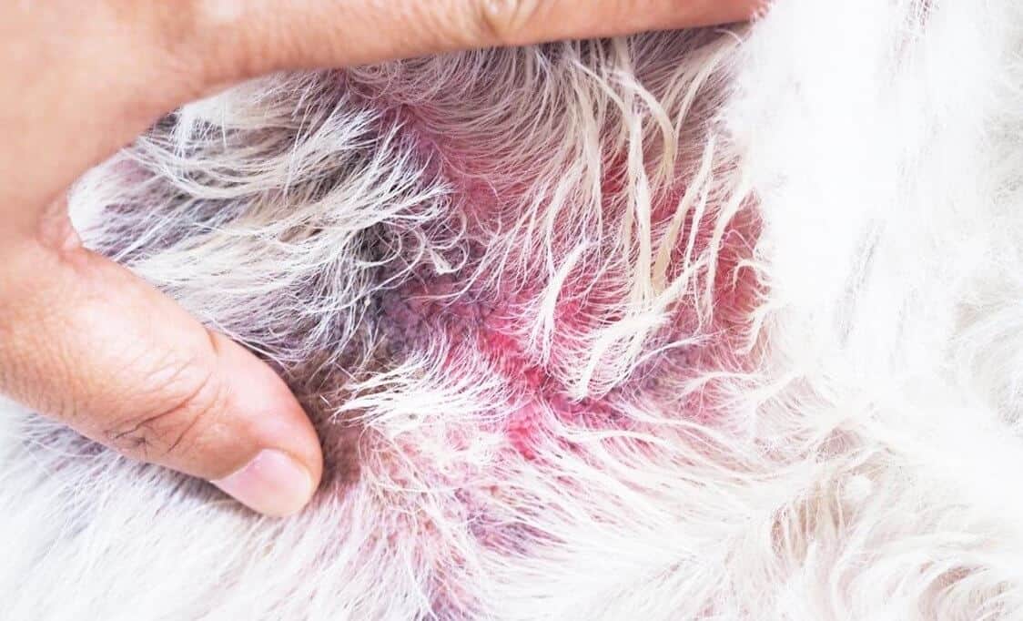 rashes on dog skin
