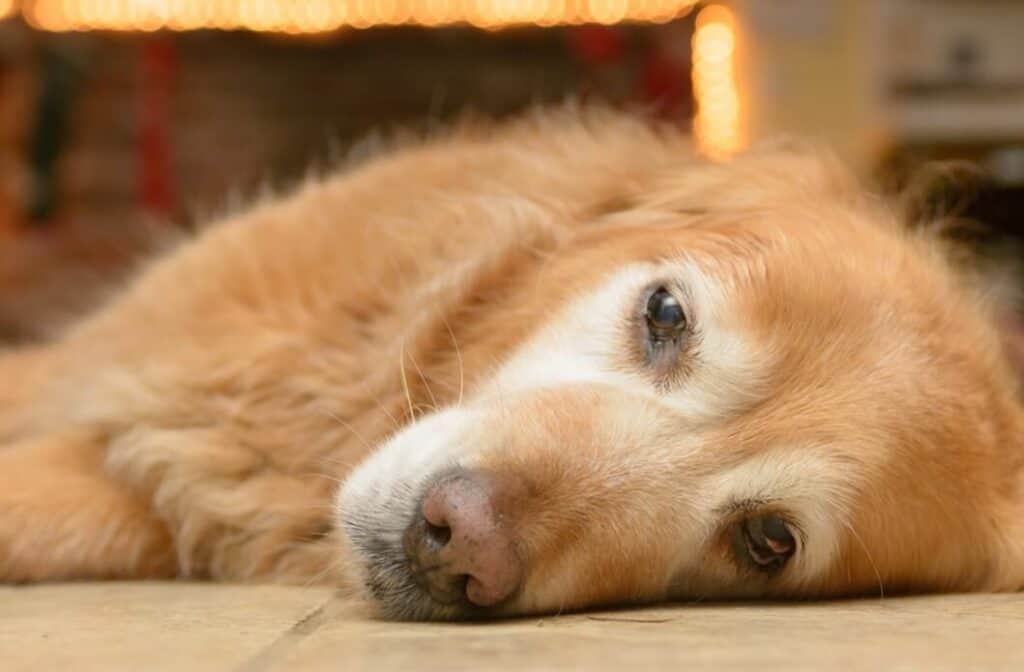senior dog lying on the floor