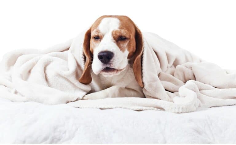 sick dog in blanket